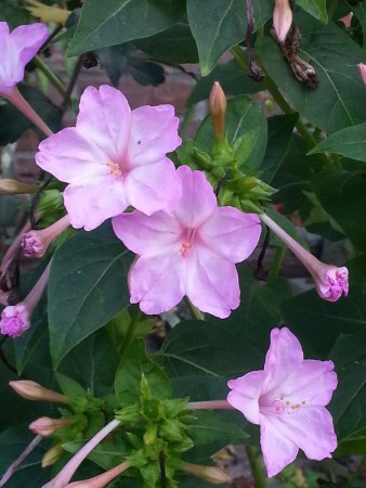 Mirabilis jalapa (Pink)